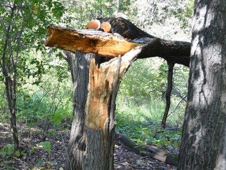 То ли дракон, то ли крокодил